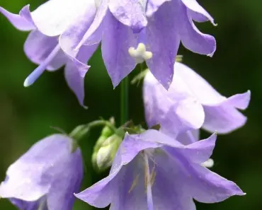 7 Ways Credential Management Boosts DORA Operational Resilience