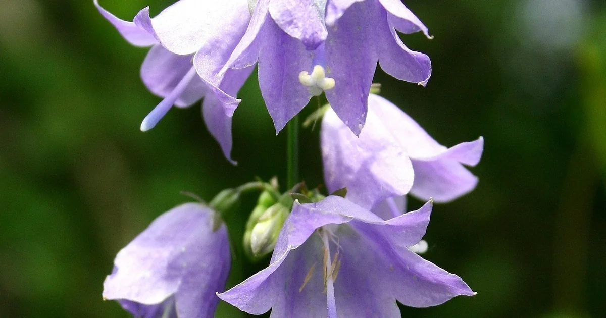 dora credential management