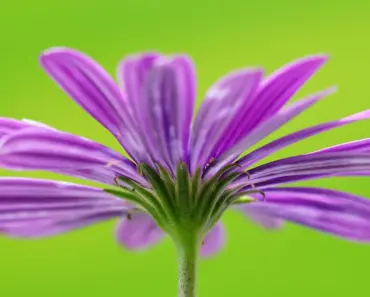 7 Reasons CAPE and Concentration Levels Hide Profitable Companies