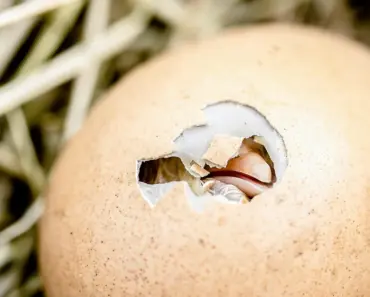 Meat, Poultry and Egg Food Safety Complaints Spike 40%