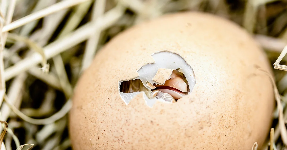 meat poultry egg complaints