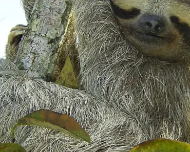 Tragedy: 31 Sloths Died in Cold Warehouse Ahead of Opening