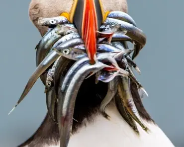 How Pizza Tycoon Simulates Traffic on 25 MHz CPUs