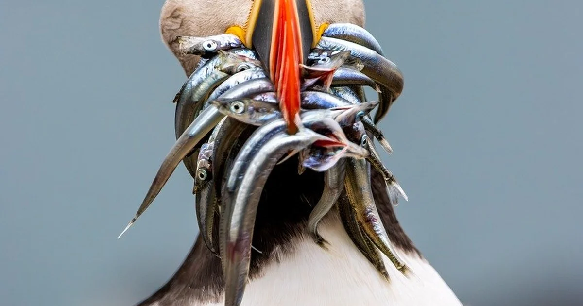 pizza tycoon traffic simulation