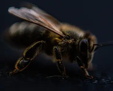 7 Best Apps for Focus in 2026: From Forest to Focus Friend