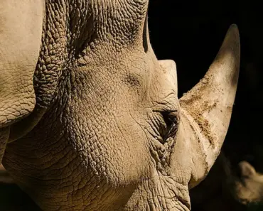 Is Safari Your Biggest Apple Shadow IT Blind Spot at Work?