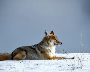 Coyote vs. Acme Finally Getting Released: Watch the Trailer