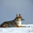 Coyote vs. Acme Finally Getting Released: Watch the Trailer