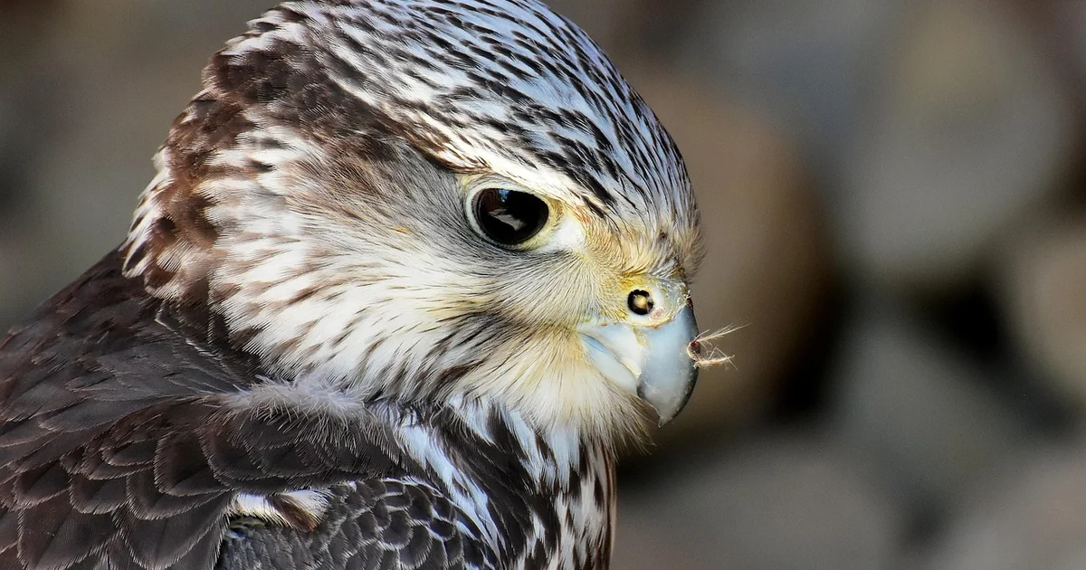 falcon 9 moon impact