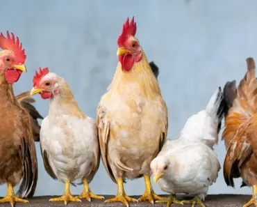 7 Ways Backyard Chickens Are Spreading Antibiotic Resistant Bacteria