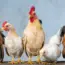 7 Ways Backyard Chickens Are Spreading Antibiotic Resistant Bacteria
