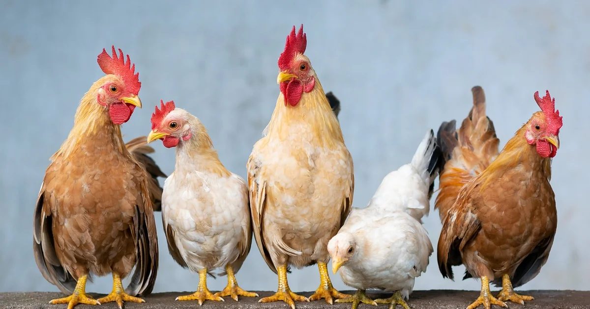 backyard chicken salmonella