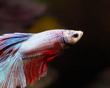 7 Exciting Changes in Apple’s New macOS Beta 26.5 Here