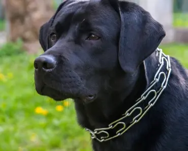 Elon Musk Boosts Yorker Sam Altman Exposé on X