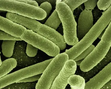 7 Ways Gut Bacteria May Affect Immunotherapy Outcomes