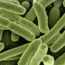 7 Ways Gut Bacteria May Affect Immunotherapy Outcomes
