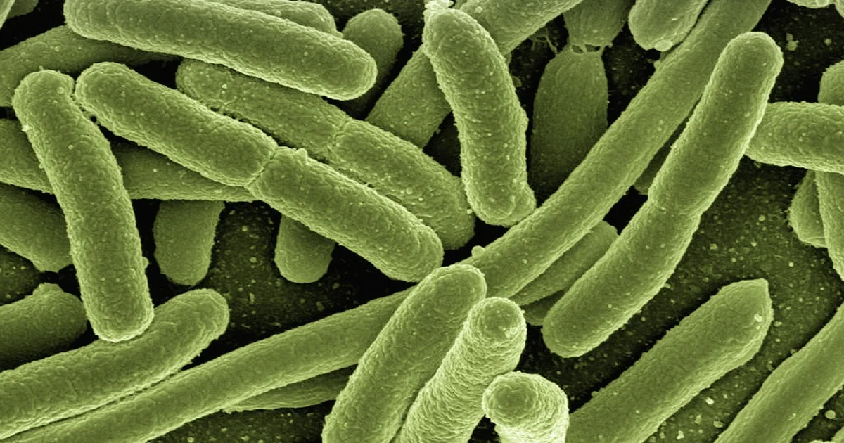 gut bacteria immunotherapy