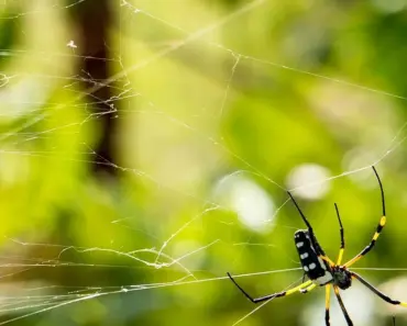 Alleged Silk Typhoon Hacker Extradited to US for Espionage