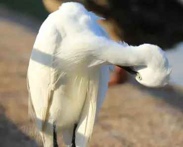 Why Diamonds Get a Little Squishy at the Nanoscale