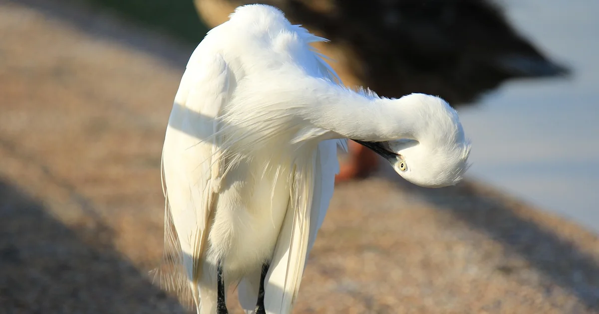 nanodiamond elasticity