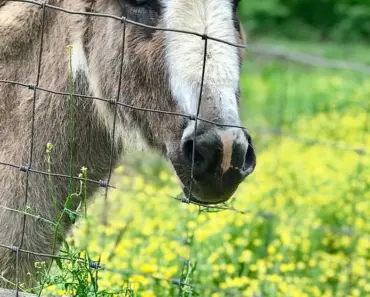 Jackass Adds Newest Robot Member in Best and Last Trailer