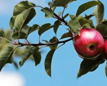 John Ternus Says Apple Has So Much Opportunity in Services