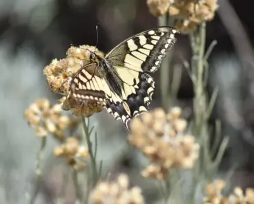 “7 Surprising Revelations from Tim Cook’s Internal Memos on Apple’s CEO Transition”