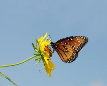 Monarch Tractor’s collapse ends with an acquisition by Caterpillar