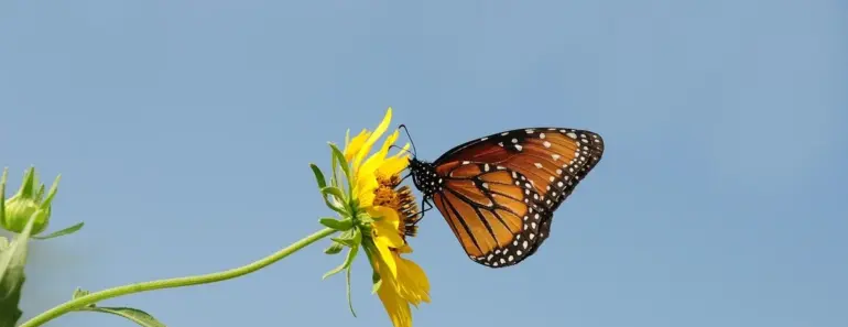 Monarch Tractor’s collapse ends with an acquisition by Caterpillar