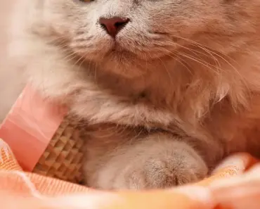 “British Hacker ‘Scattered Spider’ Pleads Guilty to Massive Crypto Heist: 5 Shocking…