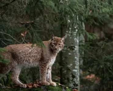 “11 Sneaky Ways iPadOS 26.5 Makes Upgrade with Magic Keyboard a Breeze”