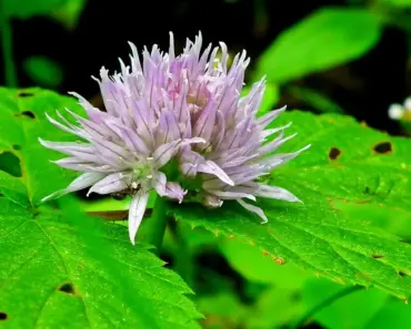 Anthropic’s Mythos AI model sparks fears of turbocharged hacking