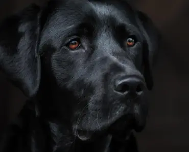 The Dark Side of 4-Star Reviews: 7 Ways Your App Store Rating Can Harm Developers