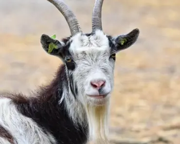 “Even Team Avatar Wants Legend of Aang Back in Theaters, Leaks Be Damned”