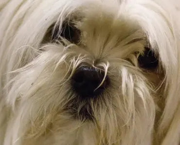 Maja Matarić’s 7 Breakthroughs in Socially Assistive Robotics