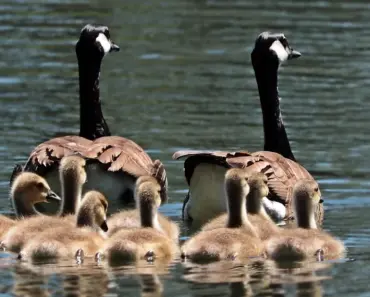 Sam Altman’s project World looks to scale its human verification empire. First stop: Tinder.