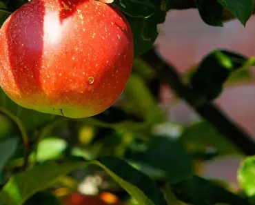 Apple’s Big Hardware Reorganization: 5 Key Areas Where the Team Splits