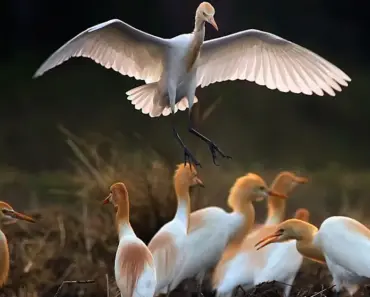 Palantir, Thales, and a startup are competing to build the FAA’s predictive air traffic AI