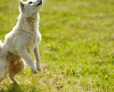 10 Tricks for Making Dart:ui_web Compile in Flutter Tests with Ease