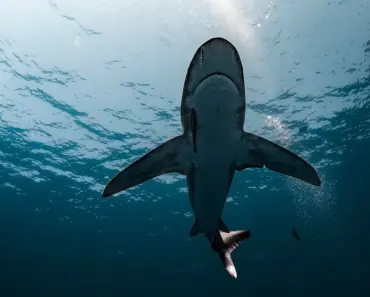 Great white sharks are overheating