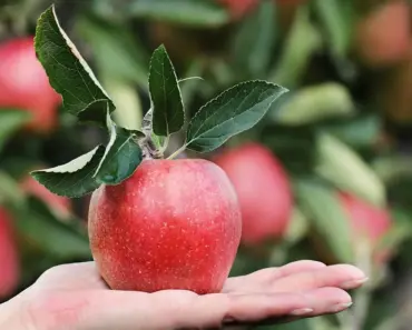 BNP Paribas hikes Apple stock target, cites memory shortage opportunity