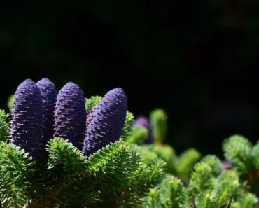 “3 Jaw-Dropping CarPlay Updates That Make Your Ride Even Better”