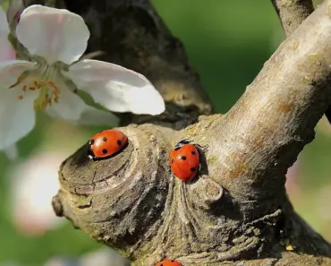 Apple Slammed with World’s Largest Antitrust Fine, Faces $22 Billion Hit