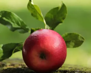 Apple wins latest round in Masimo fight as ITC closes Apple Watch import ban case