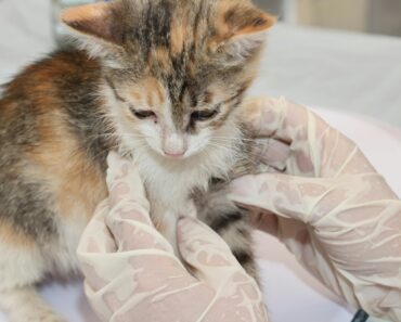 How Much Do Vet Techs Make? A Complete Salary Guide for 2024