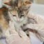 How Much Do Vet Techs Make? A Complete Salary Guide for 2024