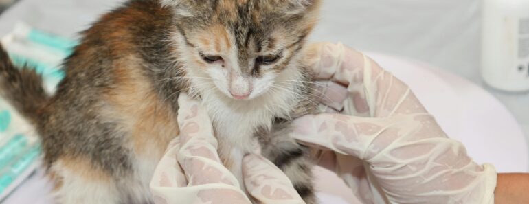 How Much Do Vet Techs Make? A Complete Salary Guide for 2024