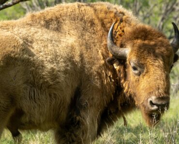 Arkansas vs Texas Tech Prediction: Stats Preview for Revocruit Rematch Arkansas vs Texas Tech Prediction: Stats Preview for Revocruit Rematch