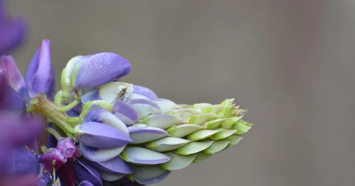 flower horror game tips