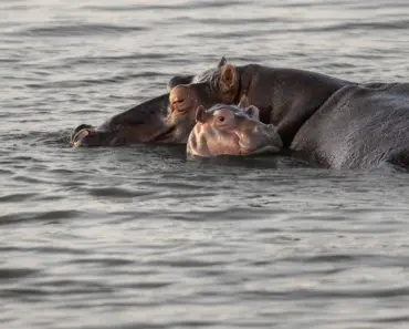 Hollywood Finally Made a Hippo Horror Movie: 7 Scary Facts